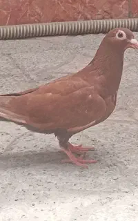 کبوتر سرخ