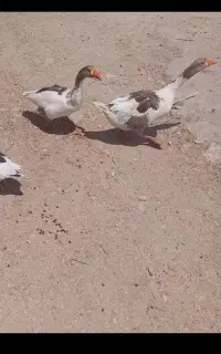 غاز قاز