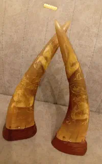 یک جفت شاخ کهنه ۱۵۰ ساله