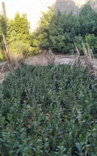 نهال کنار جهرمی