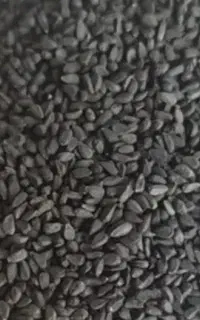 فروش عمده سیاهدانه سورت شده در جه 1با قیمت مناسب