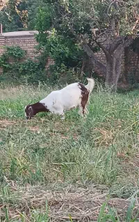 بز ماده جوان