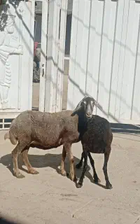 میش جوان ابستن