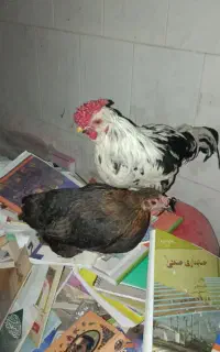 خروس پنگوئن و مروغ