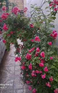 گل ملی