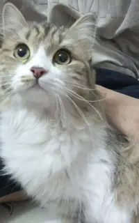 واگذاری گربه نژاد داری میکس