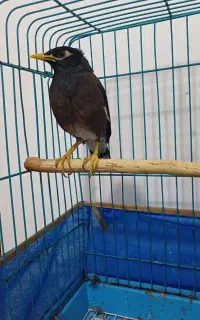 مرغ مینا سخنگو