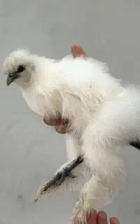 جوجه ابریشمی