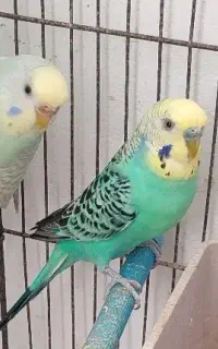 مرغ عشق  مولد