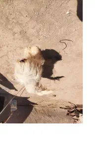 سگ پاکوتا شناسنامه دار