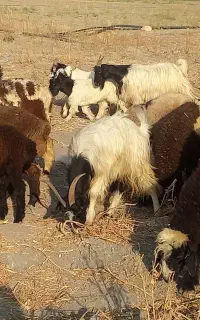 بز کهره دار و کهره نر فروش یا معاوضه با بره یا میش