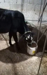 گوساله ماده