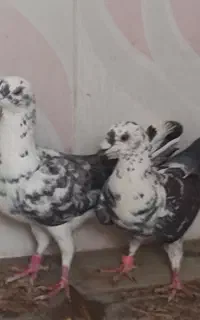 فروشی ضمانت پرش وجوجه کشی
