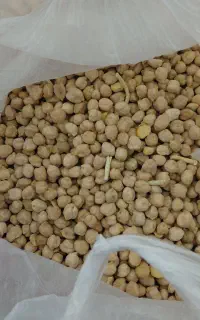 نخود کاشت امسال