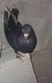 یک جفت کفتر سیاه گمشده