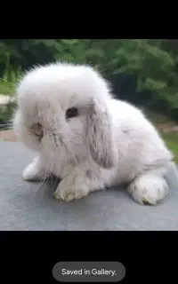موش و خرگوش