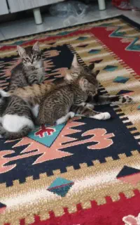 گربه خانگی