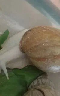 شاه حلزون