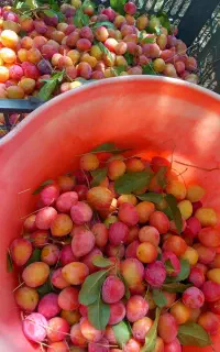 الچا برای لواشک