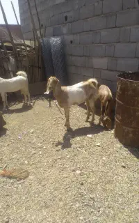 گیسه ماده
