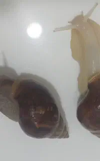 حلزون مولد درشت اچاتینا