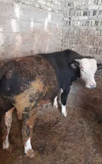 فروش گاو نر