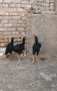 مرغ خروس لاری