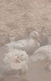 اوردک