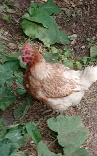 ۳ مرغ تخم گذار