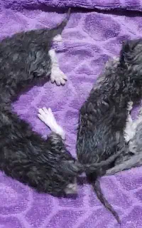 نیاز به‌یه‌گربه‌مادر