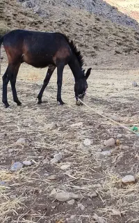 با سلام قاطر یه ساله اروم