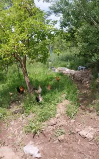 خروس زینتی