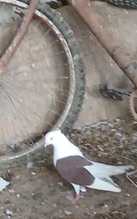 دوتا کبوتر  گرده دار