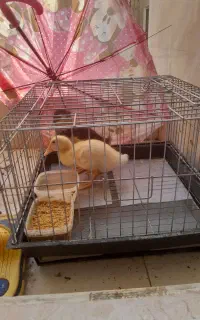 فروش اردک و قفس