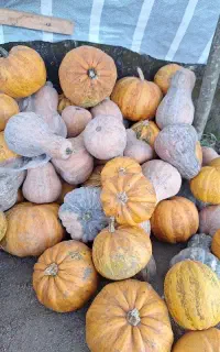 کدو حلوایی