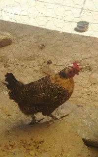 مرغ تخم گذار