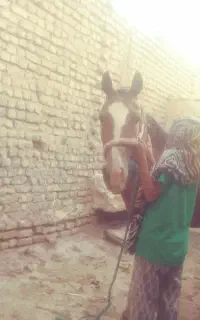 اسب