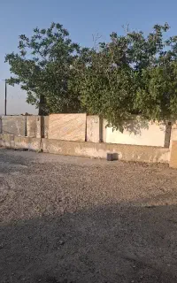 اسب عرب مصری