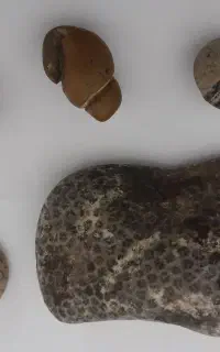 چندنمونه فسیل سنگ زیبا
