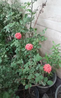 جویای سرایداری هستم
