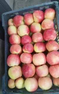 سیب درختی شیرین و ابدار