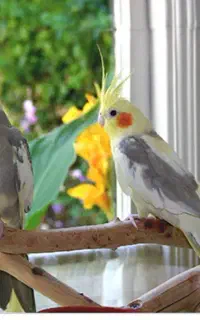 عروس هلندی پیدا شده