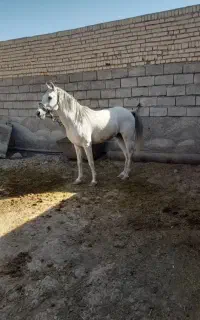 اسب نریون
