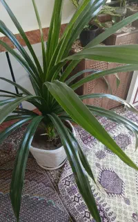 گل زیبا