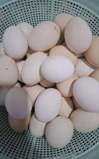 تخم مرغ گلین