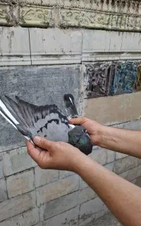 معاوضه دو تا کفتر ماده سبز شازده کاکلی با ۲ تا نر