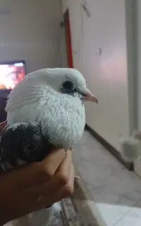 ۴عدد کبوتر توافقی