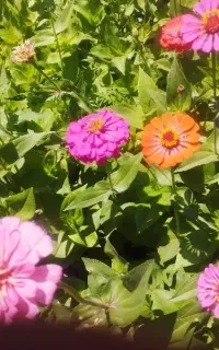 طبیعت. گردی