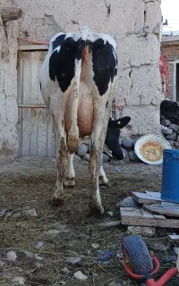 گاو شیری گوساله دار شکم اول