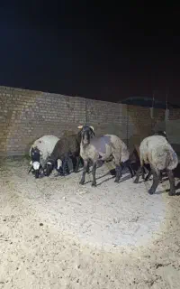 بره نر افشاری